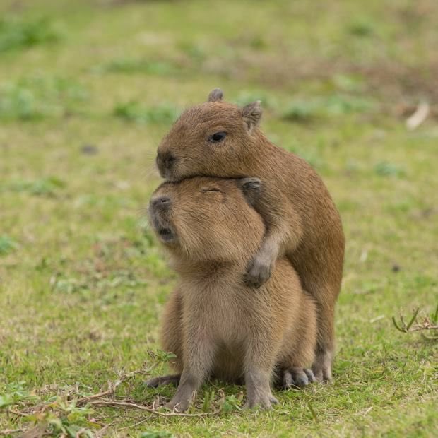 CAPYBARA_MAN's tweet image. Baby capybaras are just the cutest 🥺🥰😍