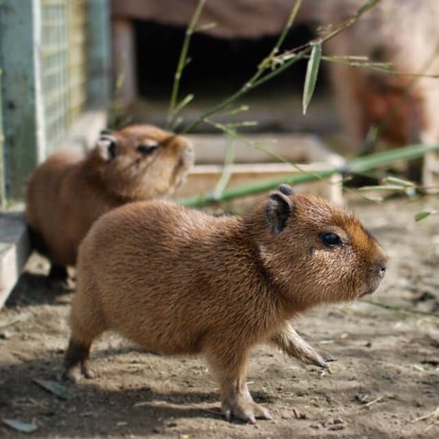 CAPYBARA_MAN's tweet image. Baby capybaras are just the cutest 🥺🥰😍
