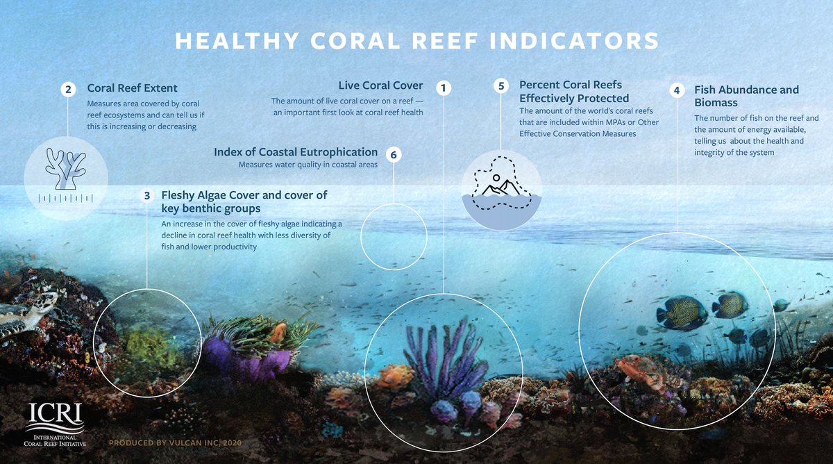 Coral reefs are in crisis - according to #GBO5, corals have shown the most rapid increase in extinction risk of all assessed groups. 

We need to work #ForCoral and prioritize our reefs: ow.ly/lmqJ50BrLf3