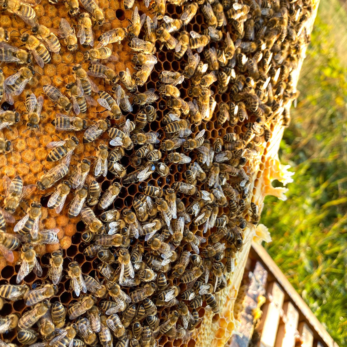 This bee queen is from 2020 because her blue dot.🔵🐝🧐 #abeja  #bienen #imker #imkerei #beekeeper #beekeeping #honey #miele #honig #konigin #wachs #sundayvibes