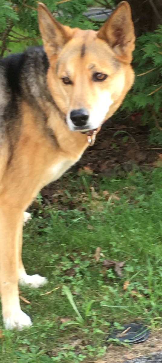 cronanas's tweet image. #harrisonny Lost dog seen on Webster and Rockwell Street Atlanta Falcons collar no tags