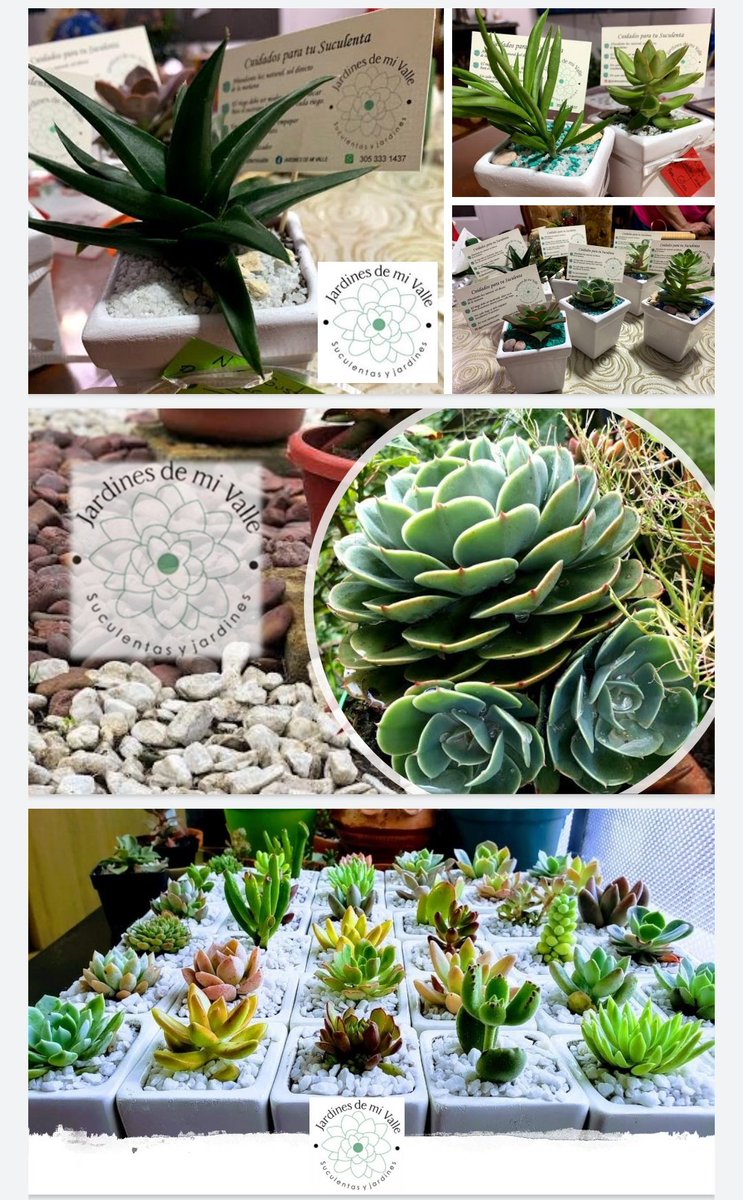 lauvlopez97's tweet photo. Hola a todos! Con mi familia retomamos este emprendimiento, vendemos jardines de suculentas, también invidiuales y al por mayor 🌸🌼 Estamos en redes sociales como @jardinesdemivalle https://t.co/NQf54qk7Q5