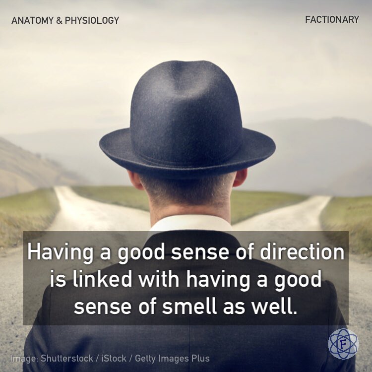 TFactionary's tweet image. Having a good sense of direction is linked with having a good sense of smell as well, research finds.

#anatomyandphysiology #brain #spatialmemory #direction #navigation #olfaction #facts #Factionary