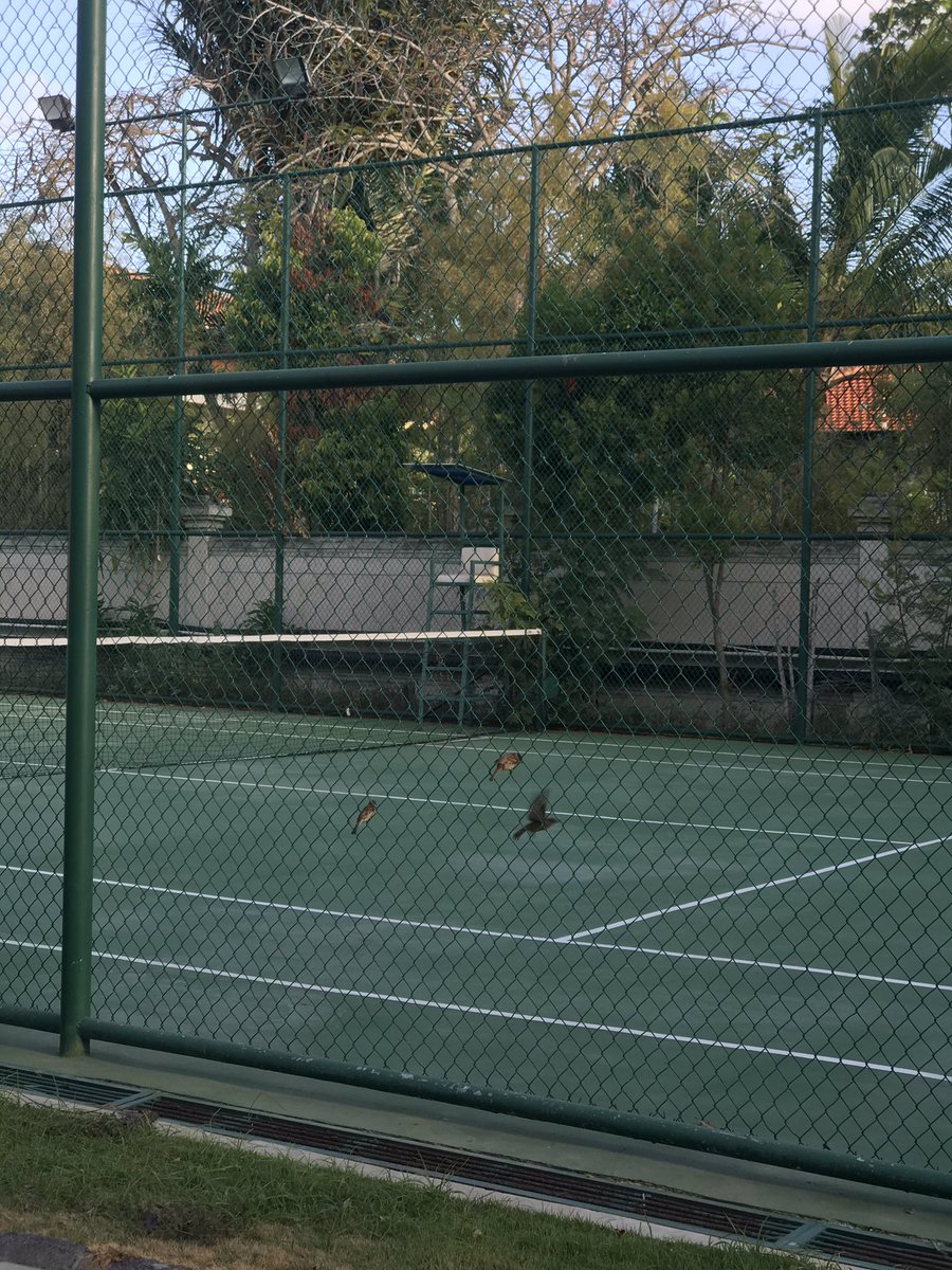 Santuy kyak burung di pager😂😂😂