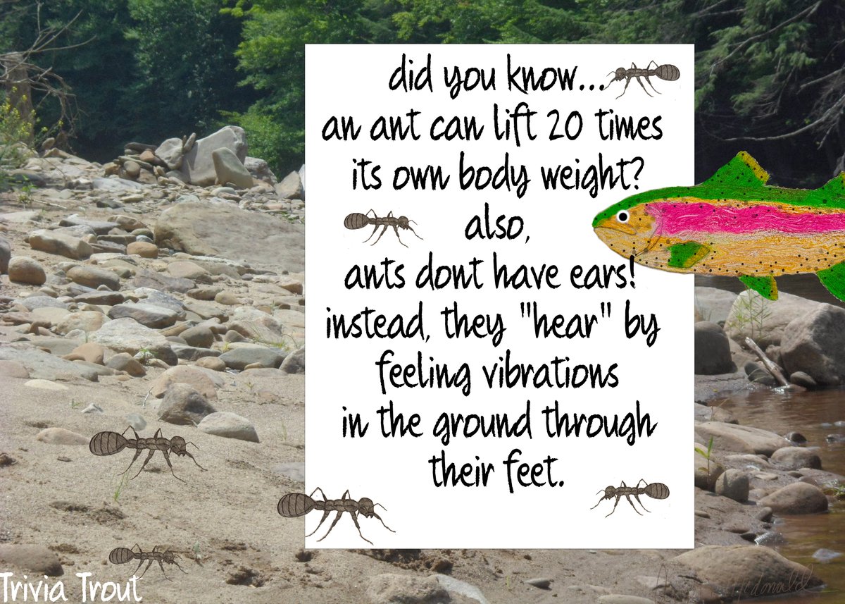 TriviaTrout's tweet photo. #triviatrout #trout #trivia #fish #funfacts #funfact #learningsomethingnew #learningisfun #didyouknow #animals #animalfacts #ocean #reptilians #reptiles #nature #interesting #rainbowtrout  #fishfacts #funwithfriends #antfacts #ants #ears #vibrations https://t.co/H2QFc0HFFf