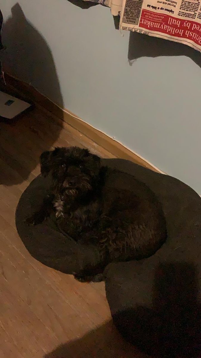 Eduardo_walsh's tweet photo. #PerroPerdido 
Su nombre es Bicha. Se perdió hace unos momentos en la colonia Letrán Valle, alcaldía Benito Juárez en CDMX. 

Por favor, si la ves, comunícate conmigo.
 #PerroPerdidoCDMX 
@BlindarBJ @BJAlcaldia @antymob   @AgatanCdmx @perrososmx @MascotasSismo https://t.co/l42NIgJ8b3