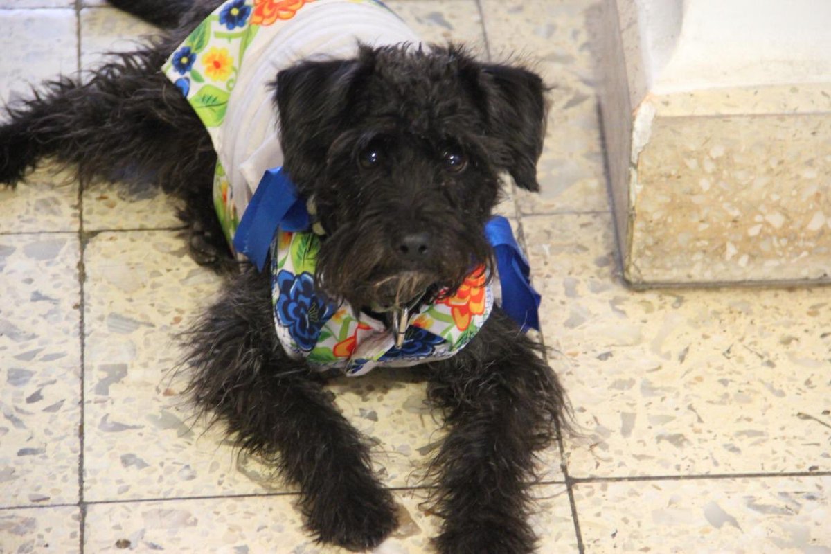 Eduardo_walsh's tweet photo. #PerroPerdido 
Su nombre es Bicha. Se perdió hace unos momentos en la colonia Letrán Valle, alcaldía Benito Juárez en CDMX. 

Por favor, si la ves, comunícate conmigo.
 #PerroPerdidoCDMX 
@BlindarBJ @BJAlcaldia @antymob   @AgatanCdmx @perrososmx @MascotasSismo https://t.co/l42NIgJ8b3