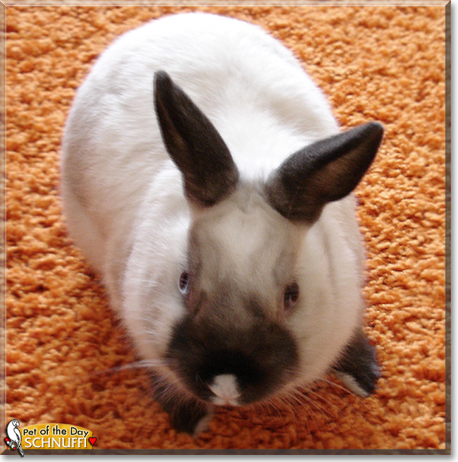petoftheday's tweet photo. Sunday's Pet of the Day is #Schnuffi, a #dwarf #bunny #Rabbit #love - read his tale at  https://t.co/7OEYGAvxjU #petoftheday #pets #petsofinstagram #pet #PetsOfTwitter https://t.co/xU6wWJKmXN