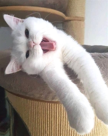 Cats Happiness tweet media