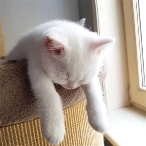 Cats Happiness tweet media