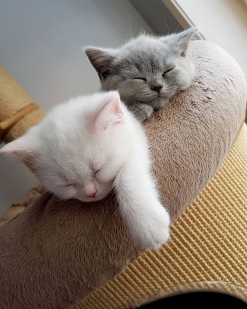Cats Happiness tweet media