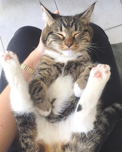 facekittens's tweet photo. Beautiful little kitten 😍🐱 https://t.co/K5iKdv9Ia7
