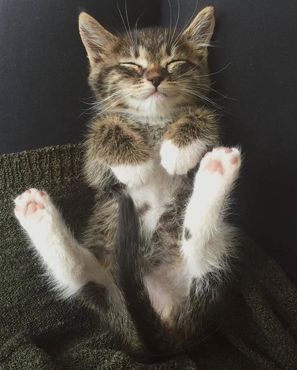 facekittens's tweet photo. Beautiful little kitten 😍🐱 https://t.co/K5iKdv9Ia7
