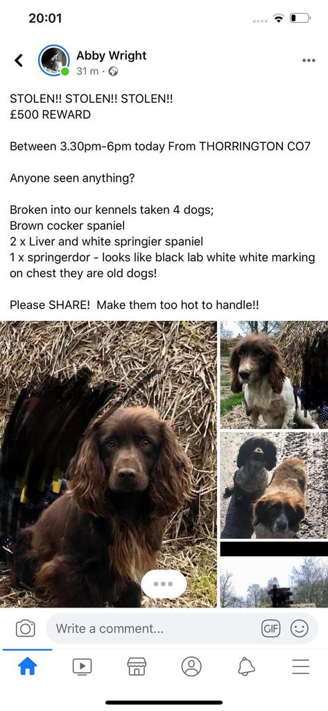 Stolen dogs. Please share this far and wide. Make them to hot to handle.