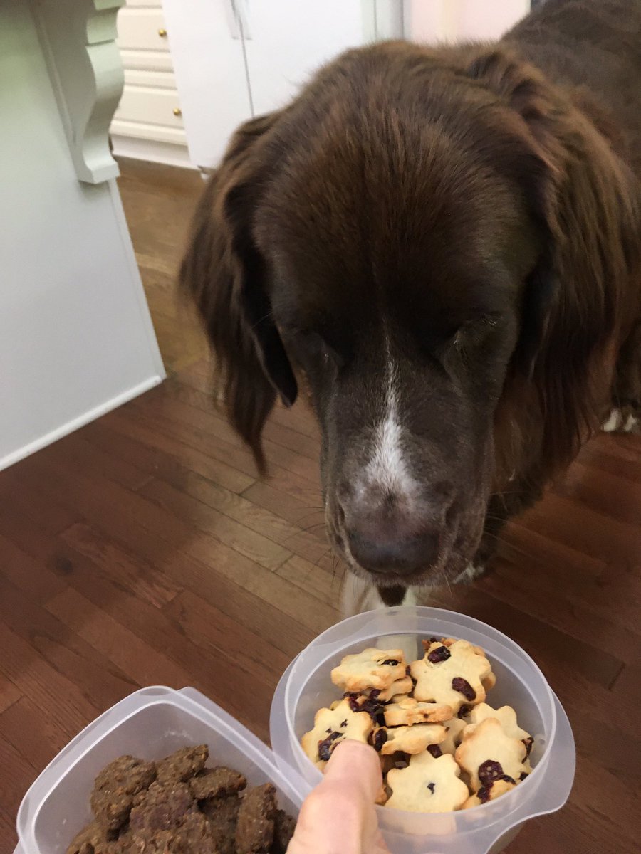 Violet_theNewfy's tweet photo. #PhotoChallenge2020September Day 12 One
Frens! Mom made me not ONE, but TWO kinds of treats today! I am ONE lucky girl 💜#BakingwithViolet https://t.co/7Nc2GV9q0Y