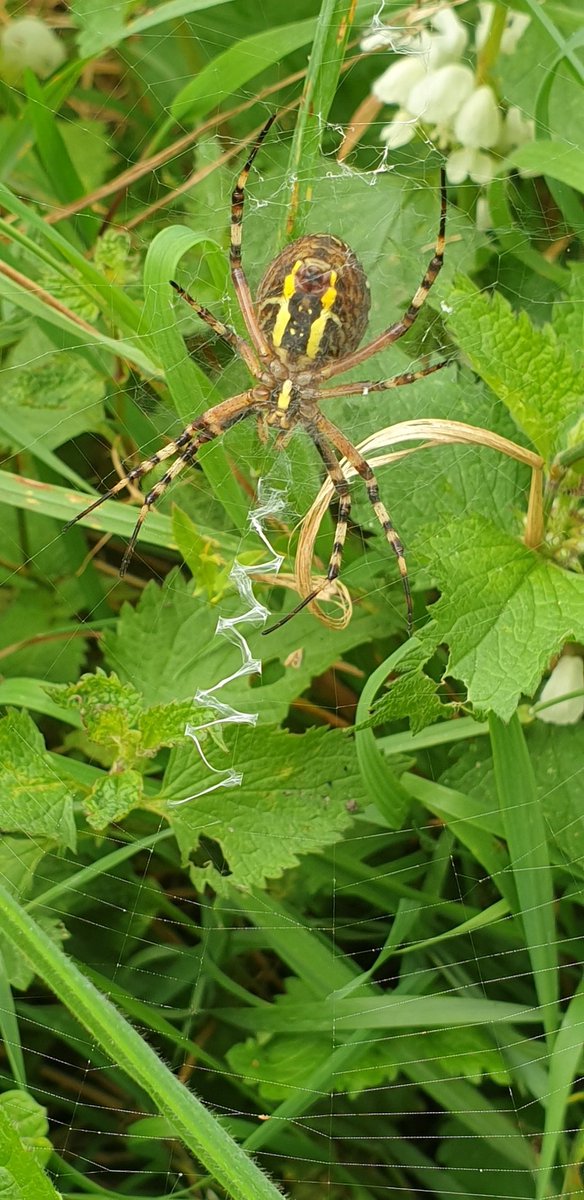 wornoutballetm1's tweet photo. @Britnatureguide How striking is this beautiful Wasp Spider? Photographed near Salisbury, Wiltshire.
#FascinatingInvertebratesWeekend https://t.co/DSIIWLETmA