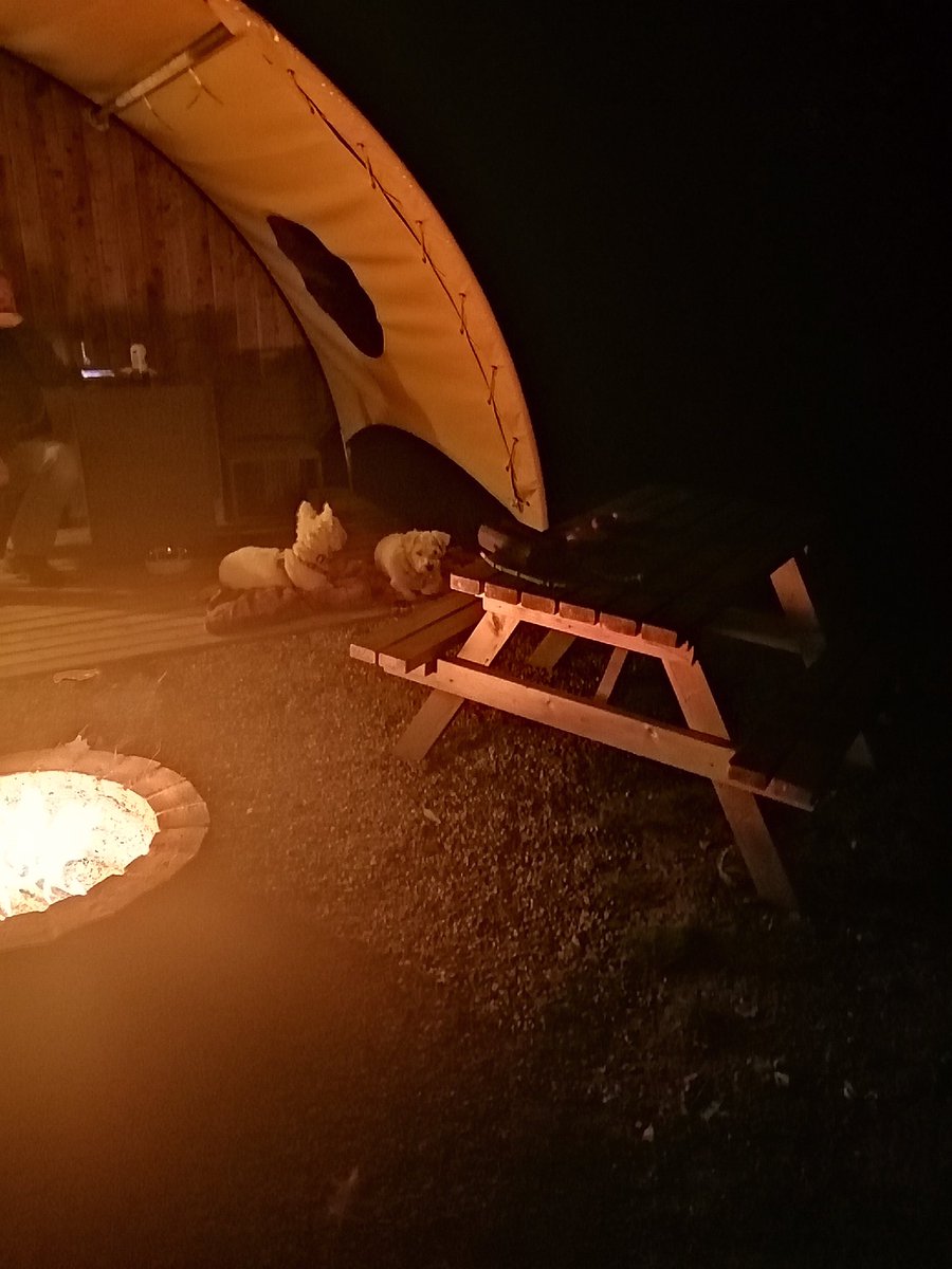 RolyPolyPup's tweet photo. So here we are, something called glamping #Glastonbury #pod #livingthelife #twopupsinapod #Rolypolypup https://t.co/UbmDuX8E8H