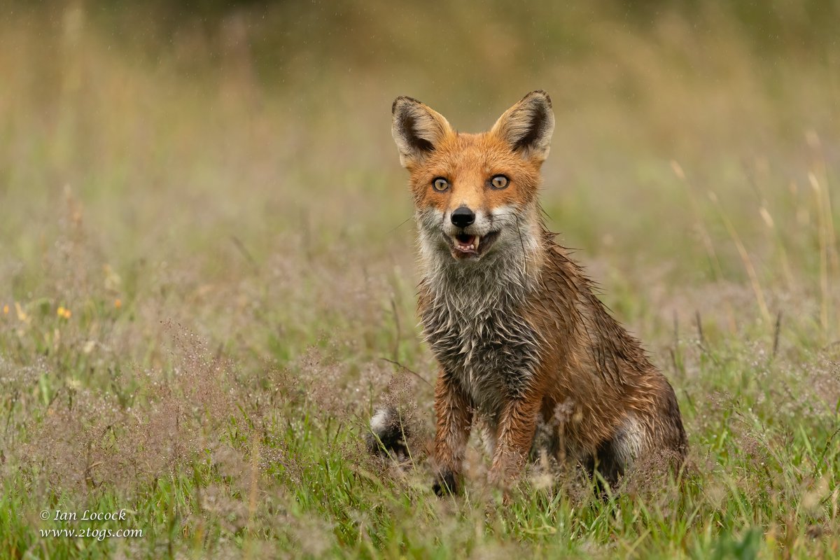 IanLocockPhotos's tweet photo. Red Fox - Iver, Buckinghamshire

#wildlife #wildlifephotography #nature #naturephotography #2togs #ianlocock #fox https://t.co/sxikKiElSn