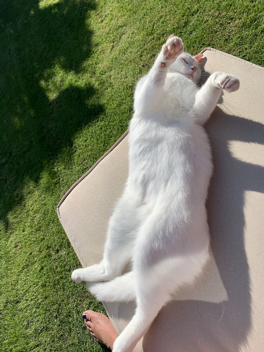 OssieAndLuna's tweet photo. It’s been a busy day for little Luna 😺💖 https://t.co/LAHo044B6X