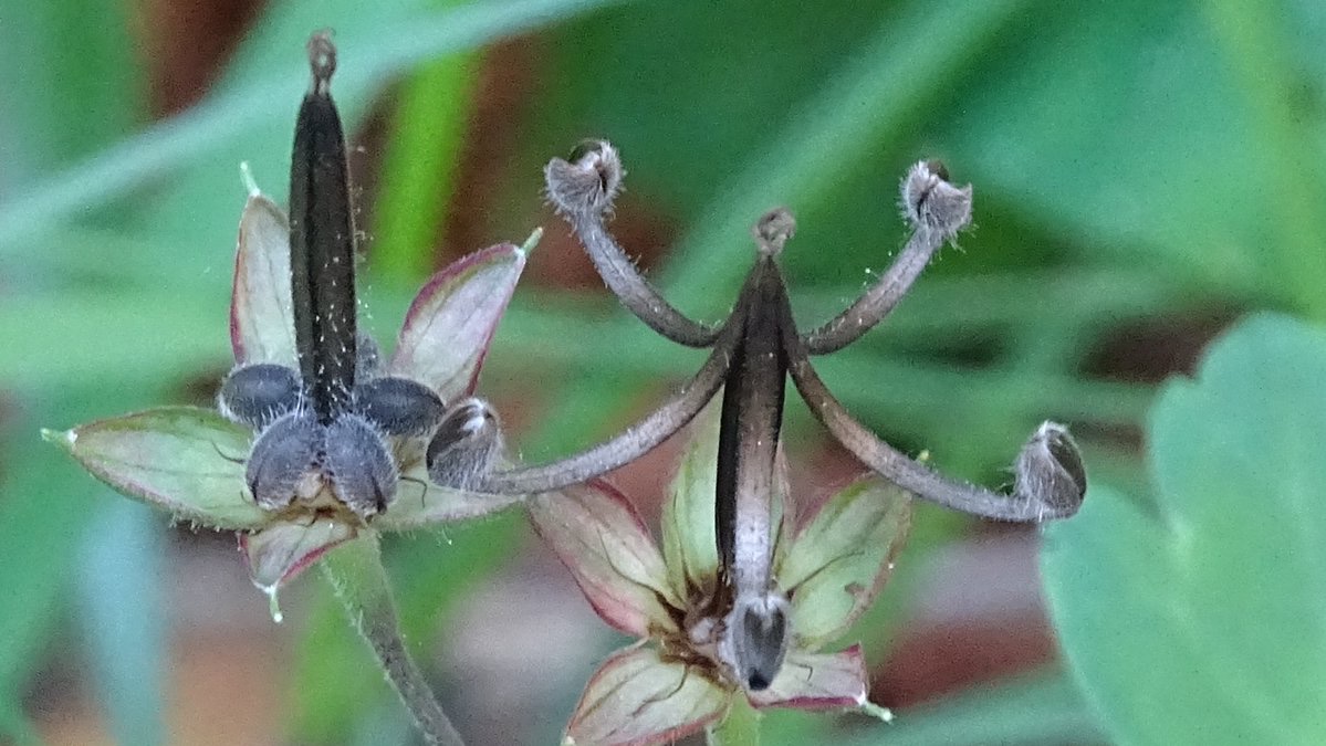岩手県県民の森 على تويتر 園内情報 9月14日 ゲンノショウコの実が熟して 弾けました 別名ミコシグサ 実が熟すと裂開して種 を飛ばし その姿が御輿ような姿になることから名づけられました 今なら 花と 弾ける前の実 弾けた実と観察出来ます 八幡平 岩手