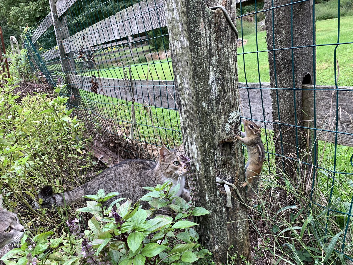dolostone's tweet photo. Chippy the Chipmunk and Rey the Kitten played on the porch and herb garden this afternoon. No worries, Rey is strictly catch and release so Chippy is fine. #bffs #Reythekitten #chippythechipmunk #catchandrelease https://t.co/ouCqAUWPMn