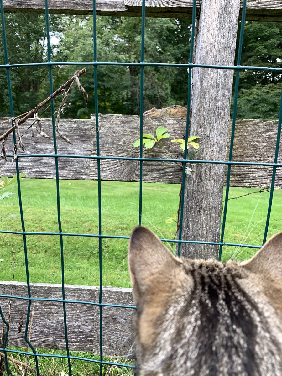dolostone's tweet photo. Chippy the Chipmunk and Rey the Kitten played on the porch and herb garden this afternoon. No worries, Rey is strictly catch and release so Chippy is fine. #bffs #Reythekitten #chippythechipmunk #catchandrelease https://t.co/ouCqAUWPMn