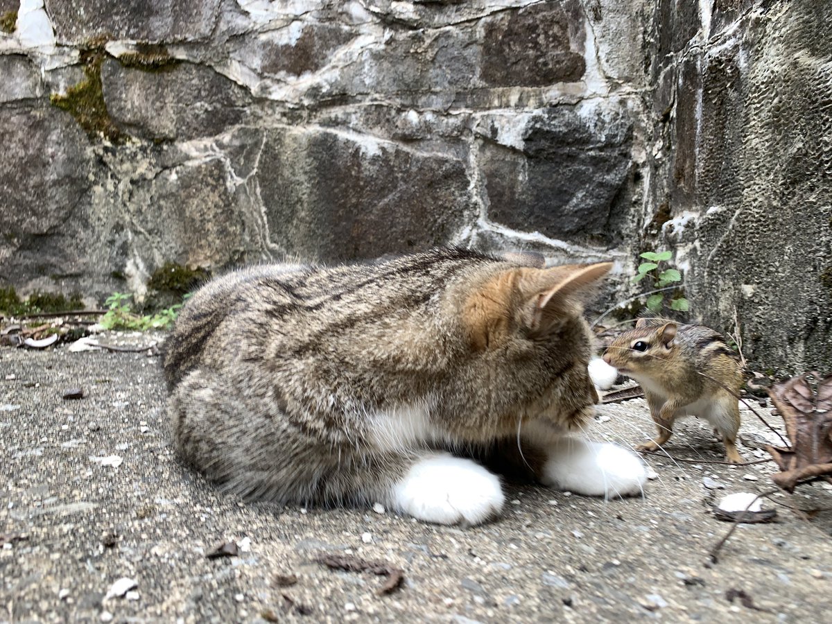 dolostone's tweet photo. Chippy the Chipmunk and Rey the Kitten played on the porch and herb garden this afternoon. No worries, Rey is strictly catch and release so Chippy is fine. #bffs #Reythekitten #chippythechipmunk #catchandrelease https://t.co/ouCqAUWPMn