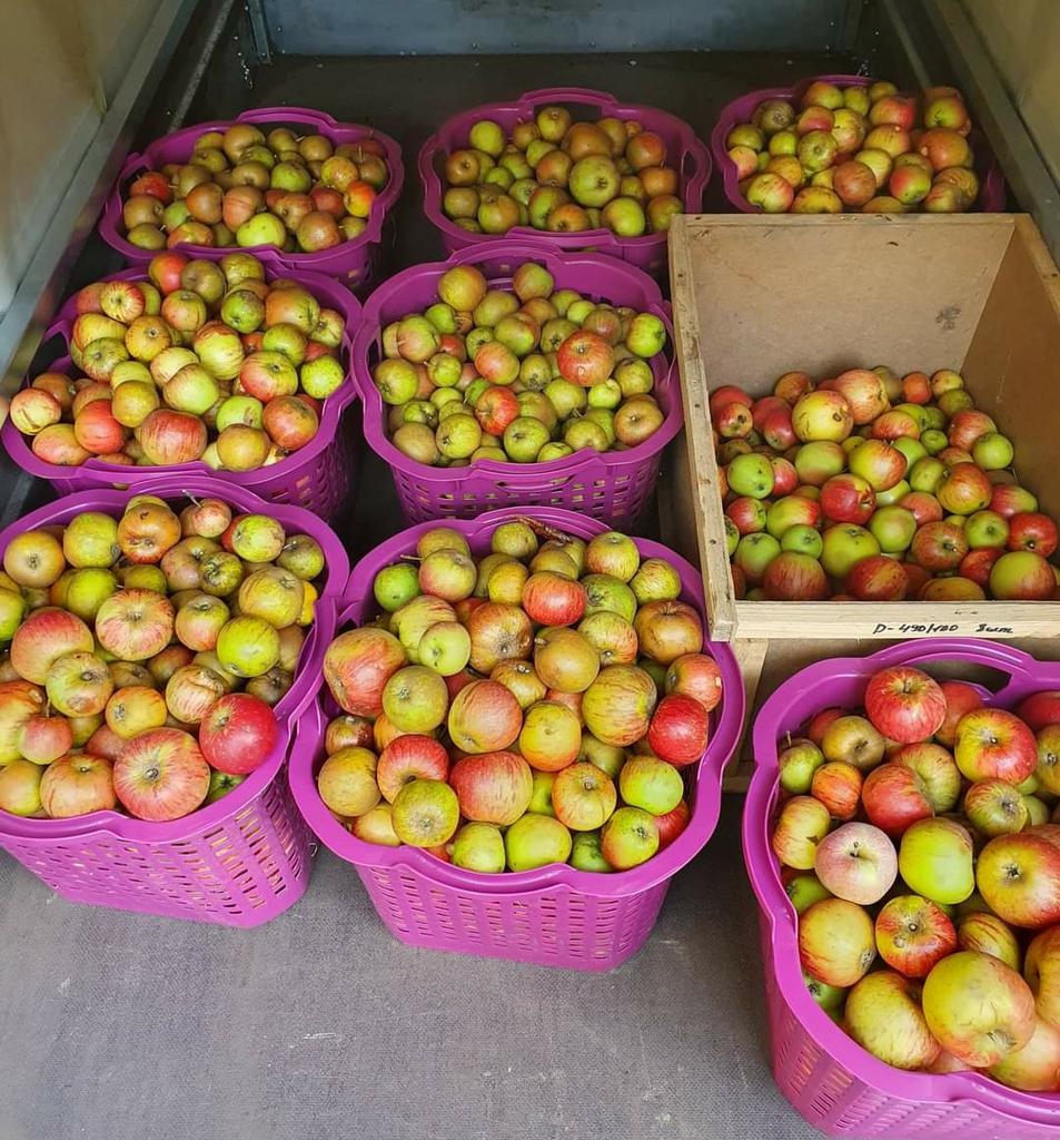 alexmuellerfdp's tweet photo. Ein wunderbar sonniges Wochenende, um die 🍏-#Ernte einzubringen. Jetzt stehen sieben Tage Berlin an, da muss man jede Stunde ausnutzen. #Obstbauer https://t.co/DF0cPm8BtX
