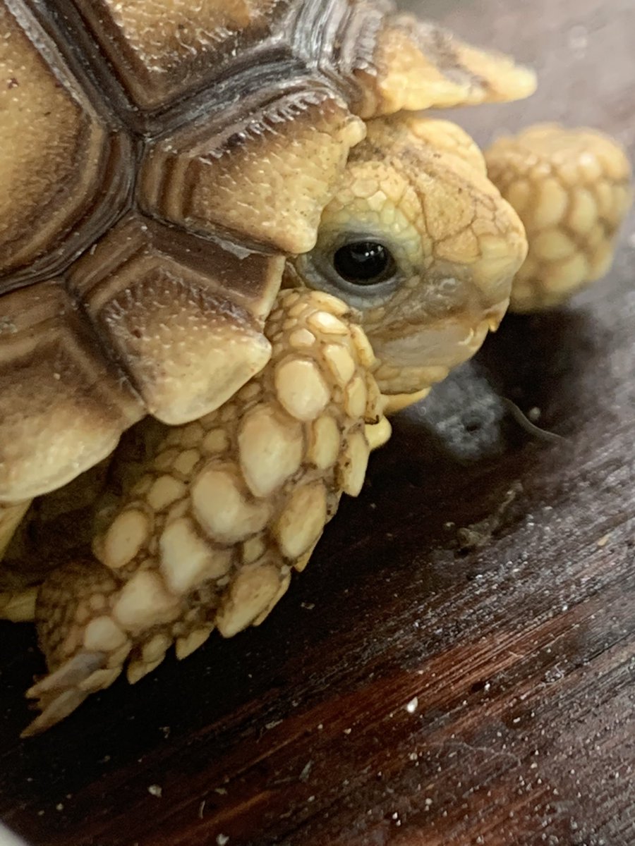 MeganTogno's tweet photo. 🐢❤️ @Bordoneee https://t.co/8XlbaAy0k4