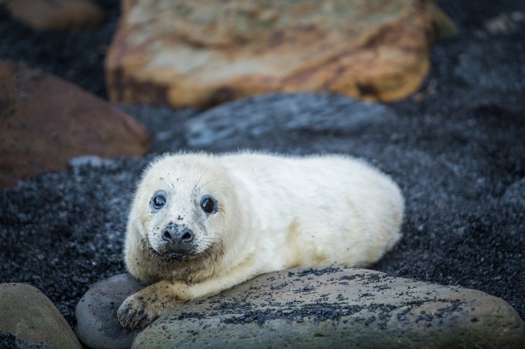 But now, Ravenscar, as it always has, enjoys some of the most stunning natural beauty in England, yet despite sounding like a name from a Harry Potter book, it's relatively little known. Except for some exceptional visitors to THE TOWN THAT NEVER WAS.