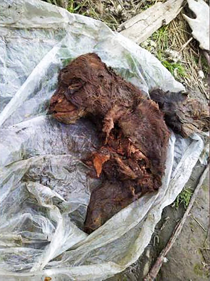 As the permafrost thaw continues: the first ever full carcass of a cave bear cub has been unearthed in the north of Yakutia in Siberia. Previously, only skulls and bones have been found. Preliminary estimates suggest it could be 39,500 years old. 📷 NEFU siberiantimes.com/other/others/n…