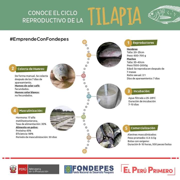 FONDEPES's tweet photo. #EmprendeConFondepes
Amigo emprendedor acuícola, ¿estás interesado en el cultivo de #Tilapia? Ten en cuenta lo siguiente. 😀 https://t.co/80CthanCG7