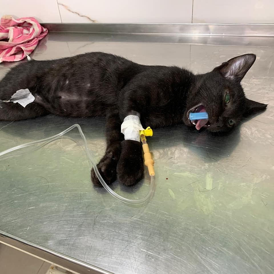 meowniacs's tweet photo. Read more @ https://t.co/5Zx8JzrXk8
.
#Caturday #cats #CatsOfTwitter  #dehradun #Uttarakhand #blackcatsrule #spay #neuter #rescuecats #AdoptDontShop #animals #amreading  #LoveStory https://t.co/eK0UEK5fUY