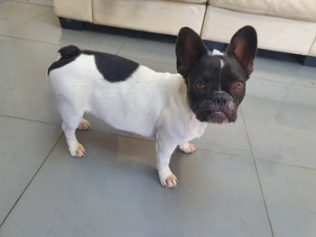 millypod1's tweet photo. UPDATED TO #STOLEN @EssexPoliceUK 

🆘#Lost #STOLEN?? #ScanMe PLEASE SHARE.
2 YOUNG French Bulldog Females 
Believed Stolen from the garden😢
#GoodEaster #Chelmsford #Essex #CM1 
SIGHTINGS PLZ ☎️07599 518840
https://t.co/gPP1ti4AaL
https://t.co/3D30ZIotr5 https://t.co/oDP9wFSmp1