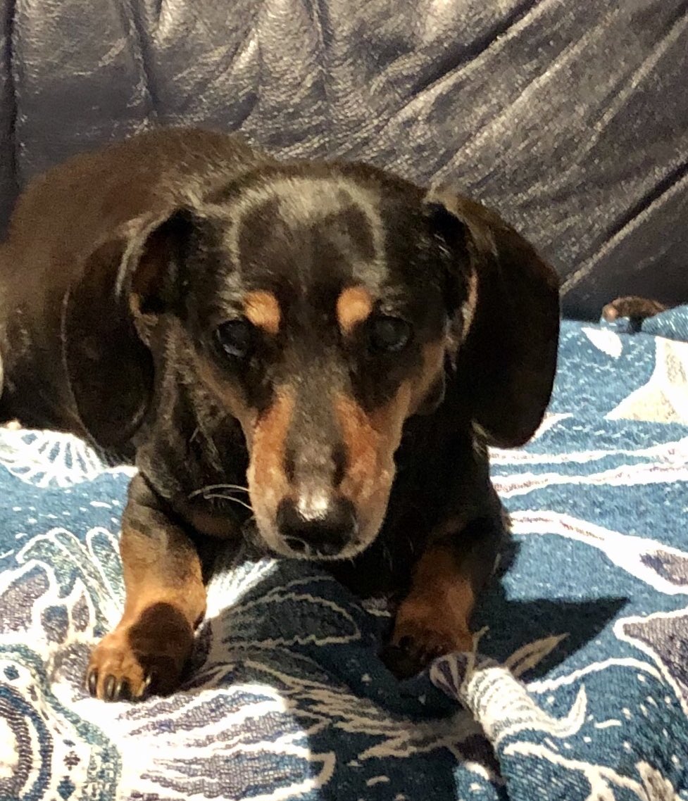 Jayman0827's tweet photo. Had to say goodbye to our little man, Mac, yesterday. After 18 yrs of companionship, love, and male bonding, his time had come. So grateful that we could all be there to help him go peacefully. Our hearts are heavy, but we cherish the time that we had. #Macabee https://t.co/J1qHgRfJ66