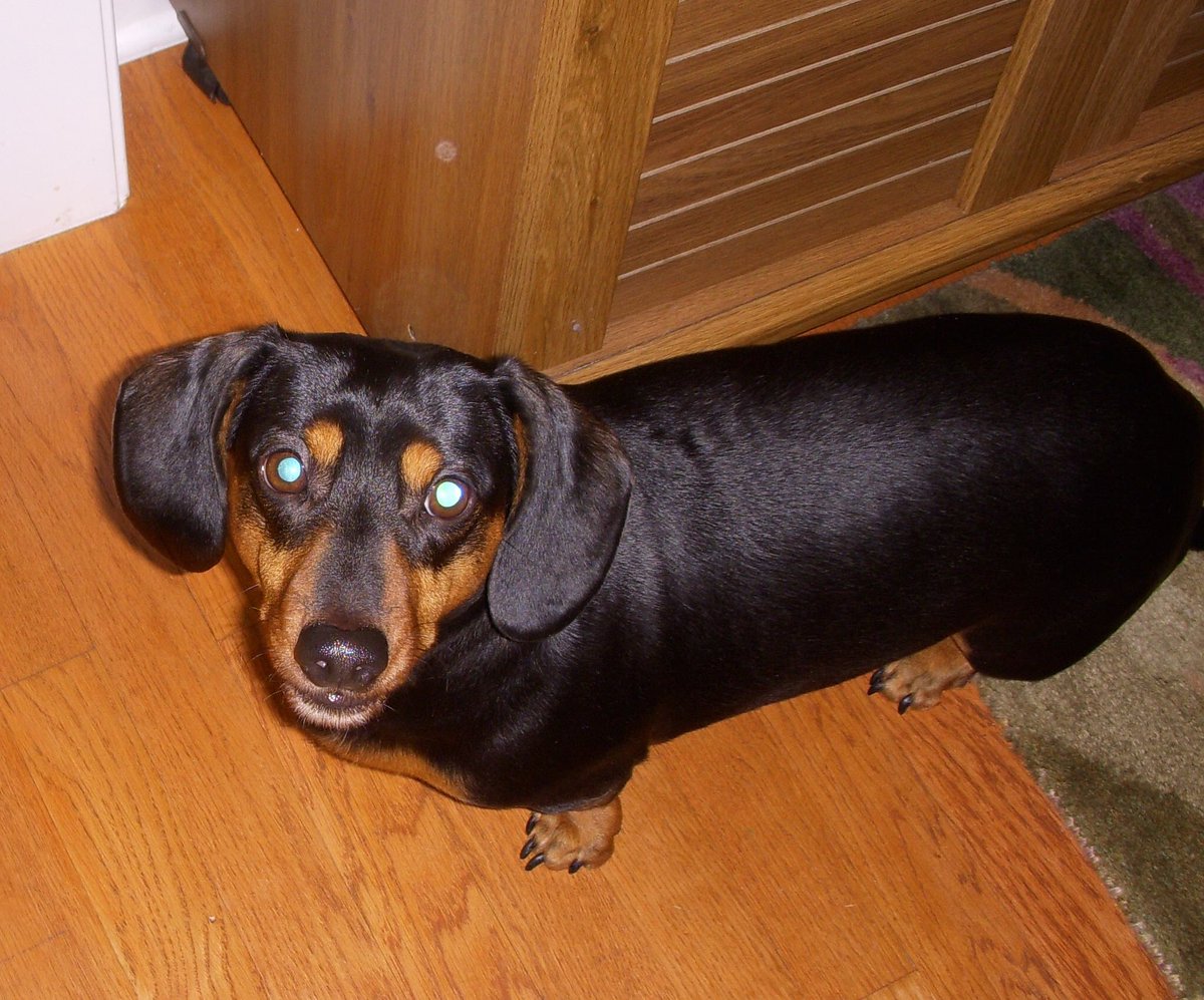 Jayman0827's tweet photo. Had to say goodbye to our little man, Mac, yesterday. After 18 yrs of companionship, love, and male bonding, his time had come. So grateful that we could all be there to help him go peacefully. Our hearts are heavy, but we cherish the time that we had. #Macabee https://t.co/J1qHgRfJ66