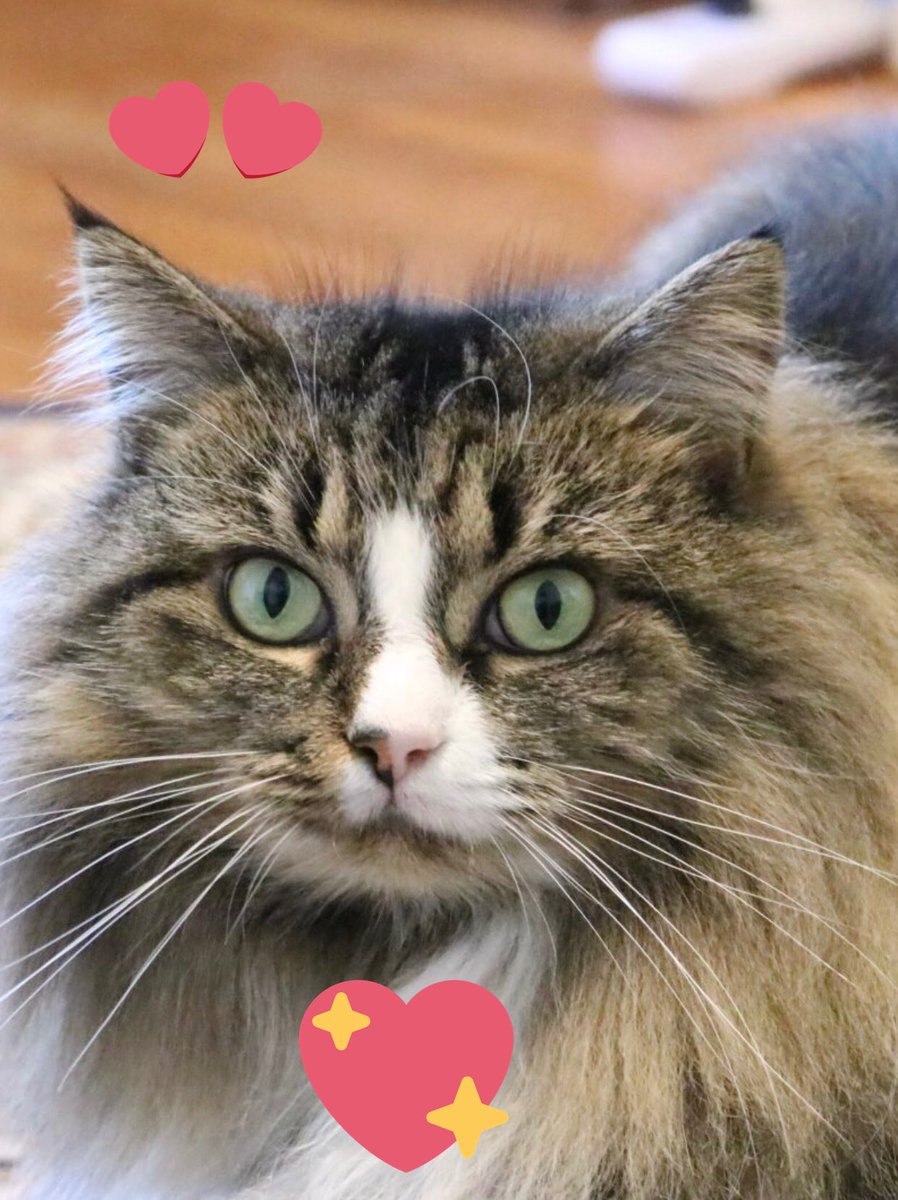 Happy Gotcha Day, Lucy! @lucymusiccat How are you celebrating today? ❤️🐱 https://t.co/yfkH41FO3V