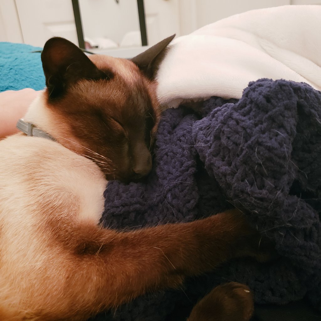 SlimJimDaCat's tweet photo. Luv me some fall snuggles🥰😻🍁🍂 #SlimJim #snuggles #CatsOfTwitter #Autumn #CatsOnTwitter https://t.co/YQ3mNpVC5m