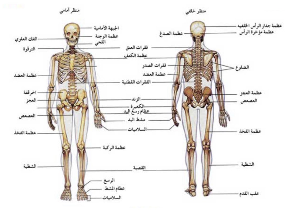 76 مفصل في العمود الفقري والحوض.هناك أيضًا 32 في كل طرف علوي و 31 في كل طرف...