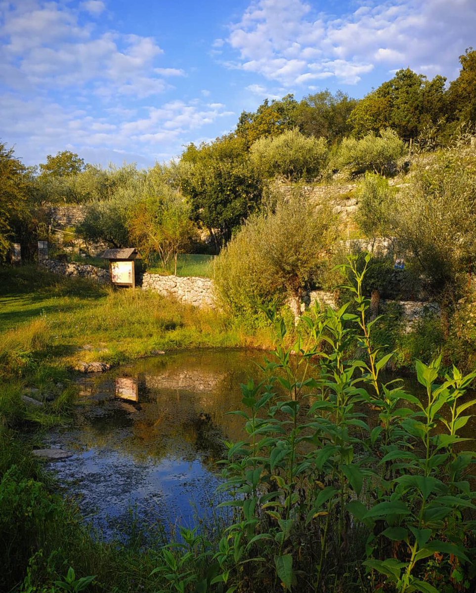 igersts's tweet photo. Paradisi dietro casa!
Andiamo a #Slivia, nell’entroterra di #Duino, grazie alla fotografia di @norootshiker per immergerci nella natura del #Carso.
#igersts #igersfvg #myts #friuliveneziagiulia #Trieste
https://t.co/En0bKcCj5u https://t.co/F6hw35yIk3