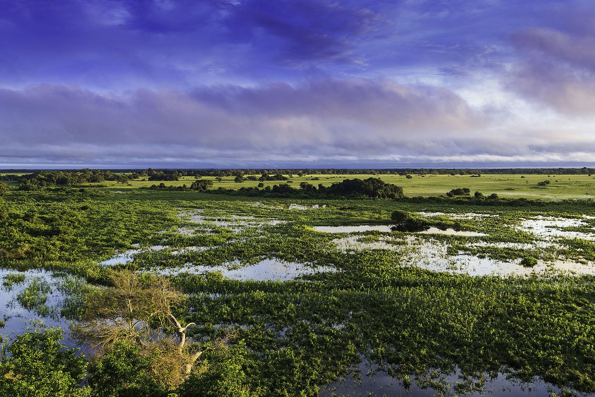 The Pantanal is the world’s largest area of flooded grasslands, at the confluence of the Amazon, Cerrado, Chaco and Atlantic Forest biomes (photo CC-BY-SA Filipe Frazão) /