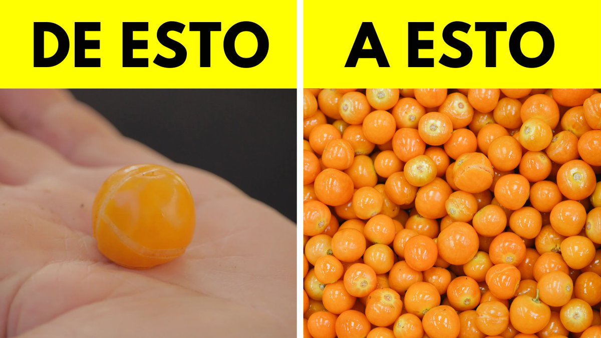 ElHuertoDeMeres's tweet photo. Con este sencillo truco, compra una sóla uchuva y tendrás muchísimas más (hasta podrás venderlas) 
https://t.co/z5svvpuMeN

.#PautaLibre 
#MesaCentral 
#ElHuertodeMeres
#VamosPuerto
Jaime Mañalich
Neme
Recoleta
Jadue https://t.co/KYCdt9won3