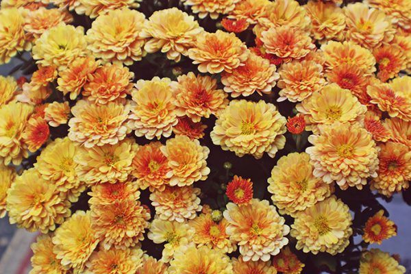 WalpoleOutdoors's tweet photo. Autumn’s Favorite Flowers - https://t.co/ueMz0yVF18 https://t.co/yc5FitINf5