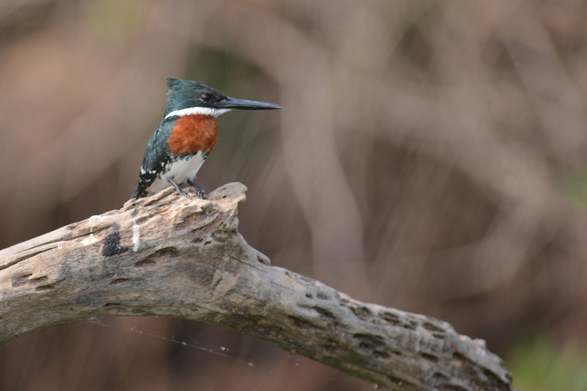 Pantanal is home to the world’s highest densities of jaguars, as well as giant river otters, tapirs and a tremendous diversity of birds and other species /