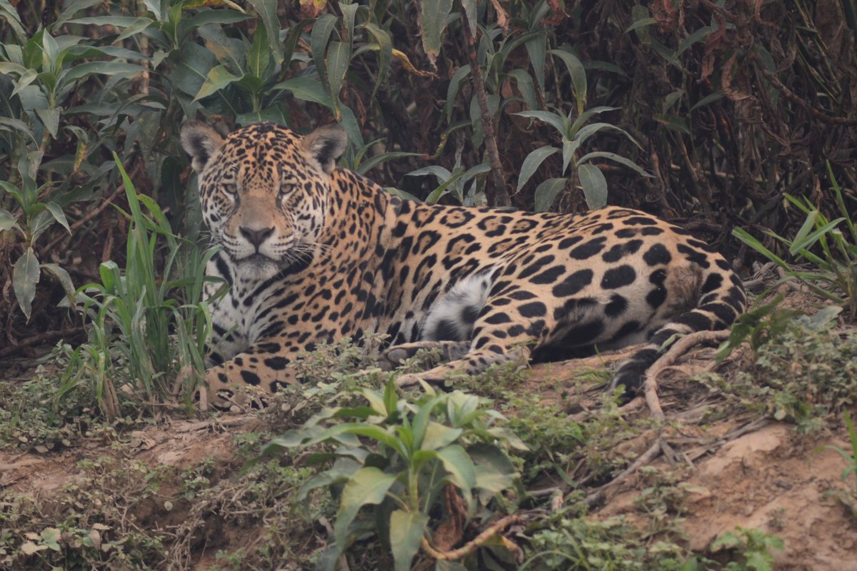 Pantanal is home to the world’s highest densities of jaguars, as well as giant river otters, tapirs and a tremendous diversity of birds and other species /