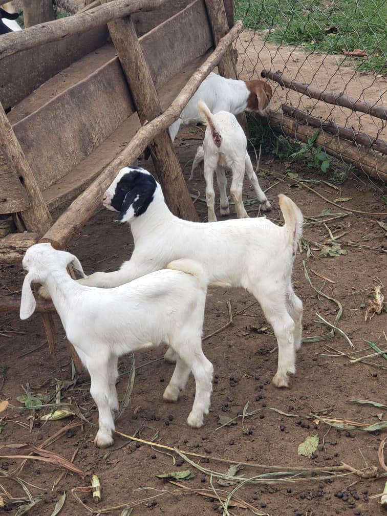 HisMixed's tweet photo. The most hectic part when raising goats it's the time when giving birth and taking care of kids, look at our baby goat kids in such a good condition. https://t.co/mcieYpGr1v