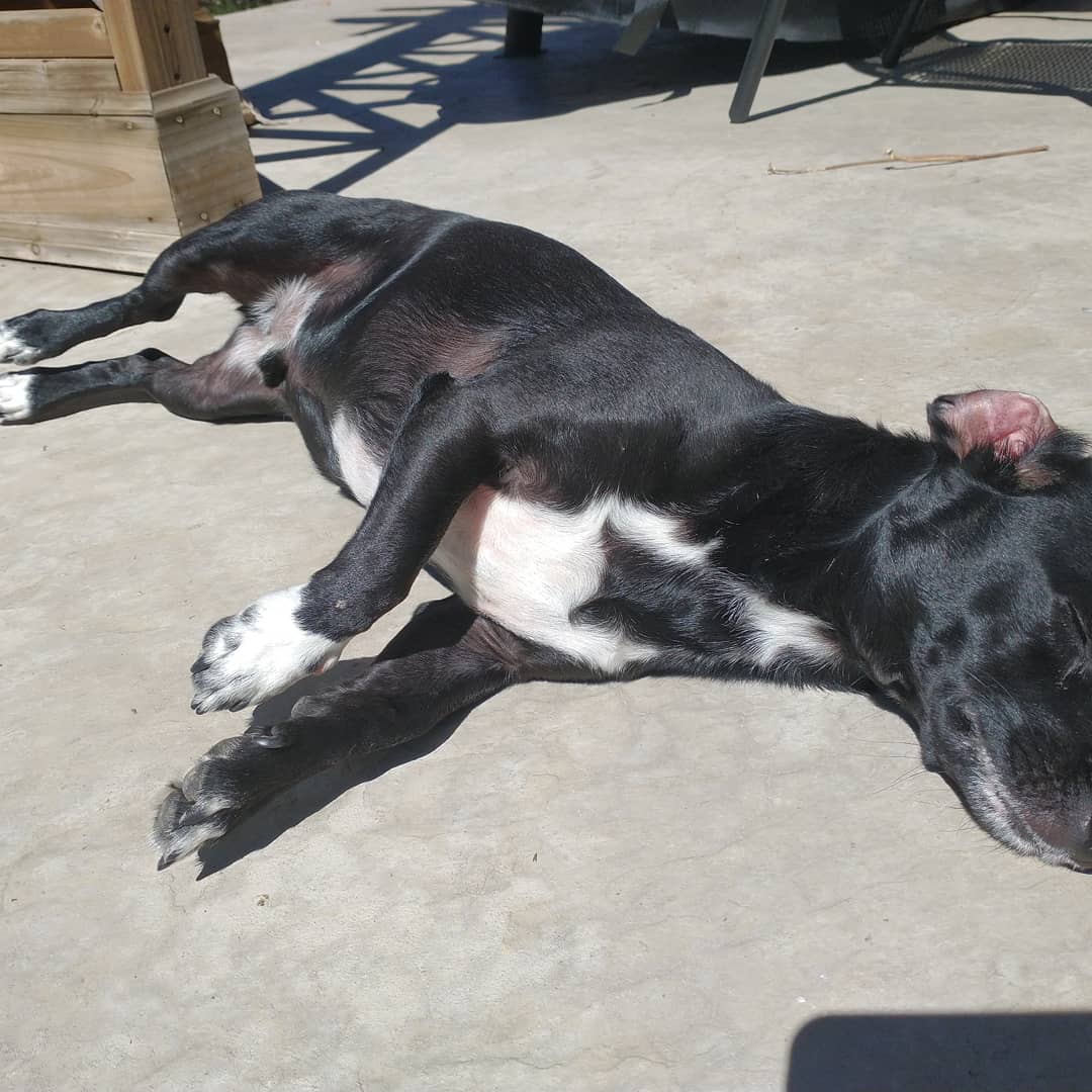 Marvin is out enjoying the gorgeous #ColoradoWeather Hope you are too!
#HappySunDog #Dog #dogsoftwitter #chiweenie #Colorado #Denver