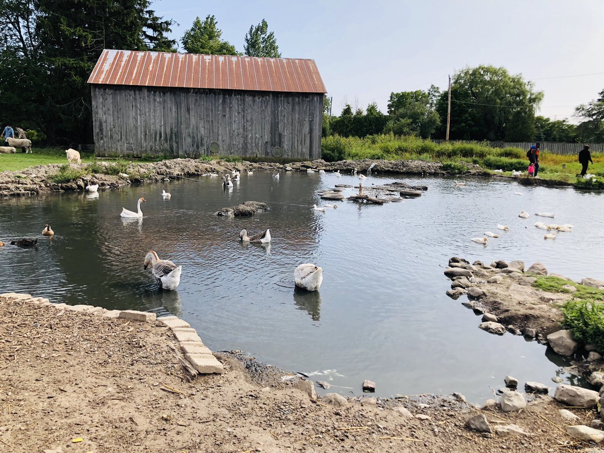 SalmanK84s's tweet photo. Fun day at Wild Things Petting Farm in @CityofPickering ! All animals roam free and were very friendly especially the goats who love to chew your clothes. Awesome place for kids! https://t.co/tW49CPknij