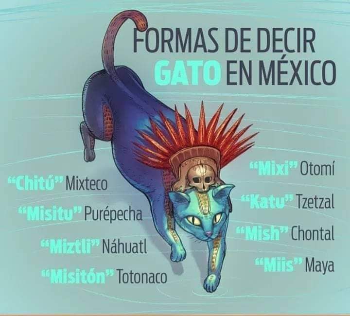 alphaz_kr's tweet photo. Por eso es michi ! 😺🙀

#DomingoCultural
#DomingoDeCuarentena https://t.co/uSbV2gE6lX