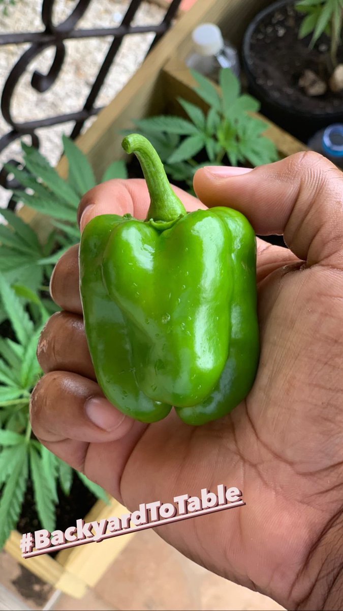 londiemurray's tweet photo. My first Sweet Pepper from my little garden!
#BackyardToTable https://t.co/dPnJ6YPViZ